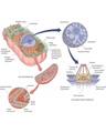 Cell Physiology Overview cover
