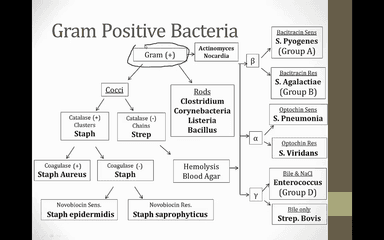 3. Bacterial Culture video thumbnail