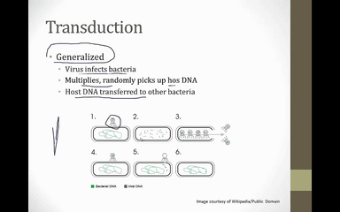 6. Growth & Genetics video thumbnail