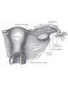 OVARIAN CANCER cover