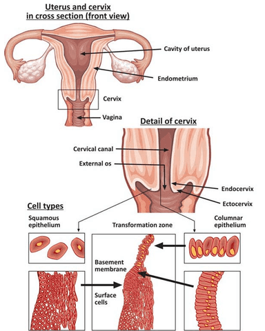 CERVICAL INTRAEPITHELIAL NEOPLASMS cover