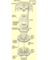 PATIENT WITH HEMIPLEGIA cover