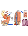 MALABSORPTION cover