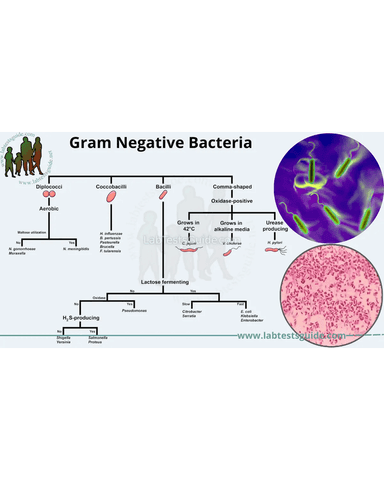 GRAM NEGATIVE BACTERIA cover