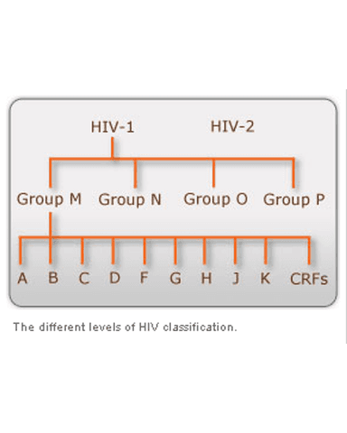 HIV REPLICATION CYCLE cover