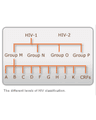 HIV REPLICATION CYCLE cover