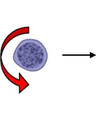 HAEMATOLOGICAL CANCERS: LEUKEMIAS AND MULTIPLE MYELOMA cover