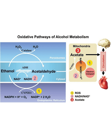 ALCOHOL USE AND ITS MEDICAL COMPLICATIONS cover