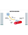 MOTOR NEURON DISEASE cover