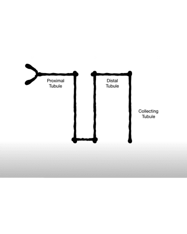 RENAL TUBULAR DISORDER cover