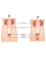URINARY TRACT INFECTIONS cover