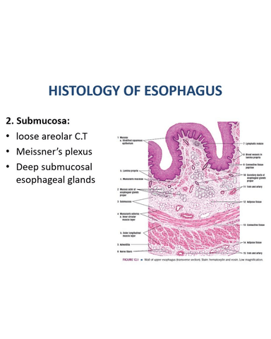 ESOPHAGEAL CANCER AND MOTILITY DISORDERS cover