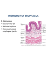 ESOPHAGEAL CANCER AND MOTILITY DISORDERS cover